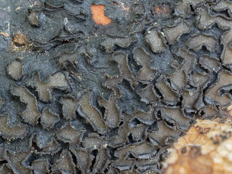 Rhytisma acerinum